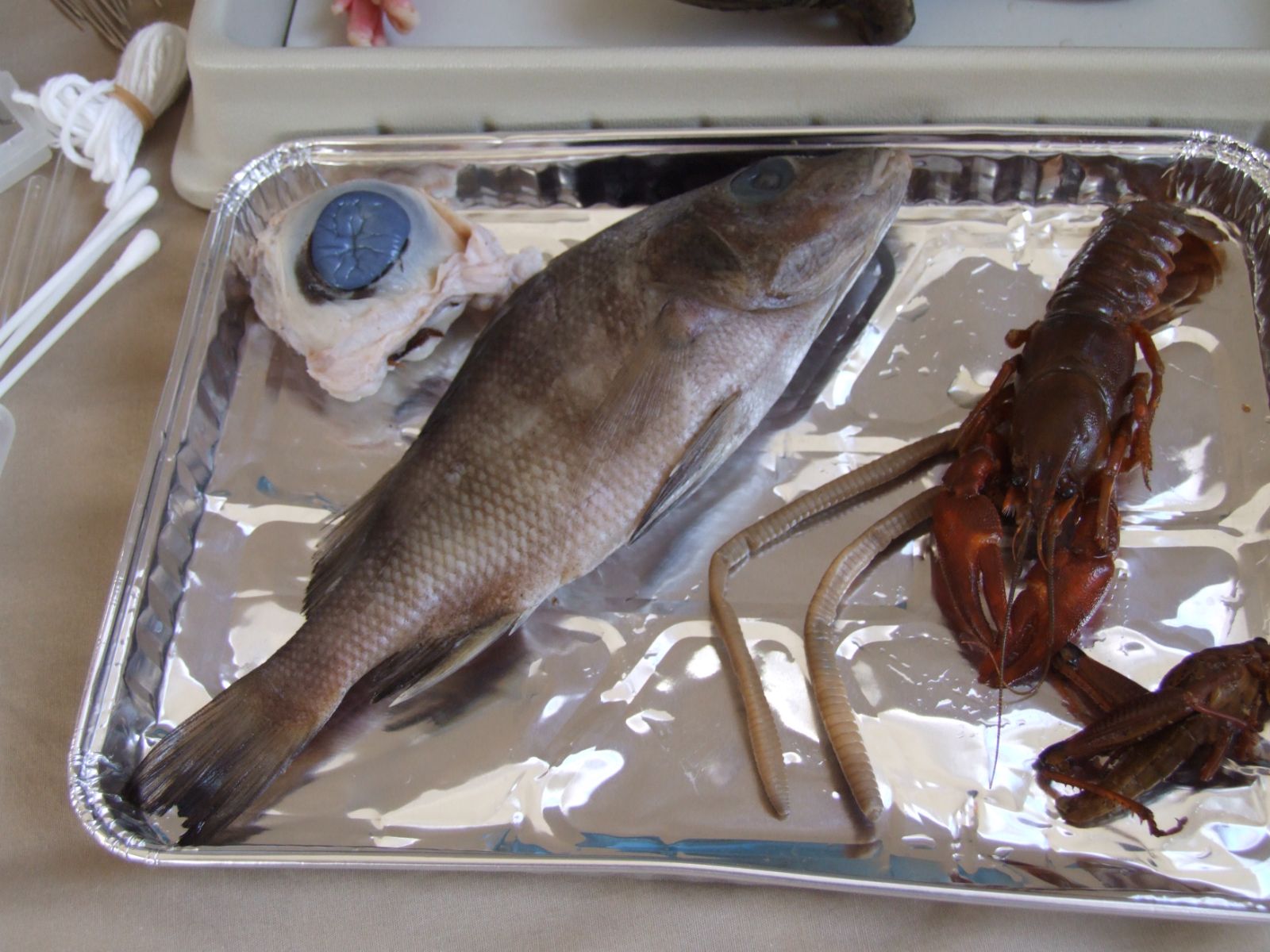 Fish, crayfish, worm and cow eye specimens ready for dissection